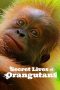 Nonton film Secret Lives of Orangutans (2024) idlix , lk21, dutafilm, dunia21